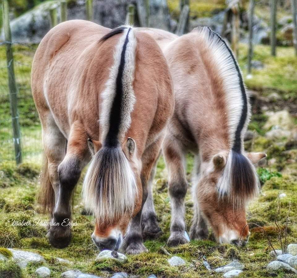 fjord ponies for sale uk